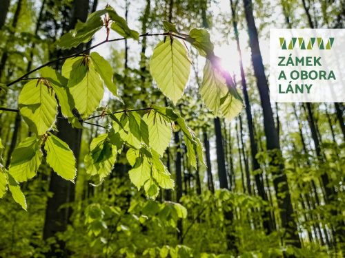 Soutež Pražský hrad 2025-06